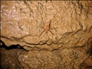 Cave Cricket